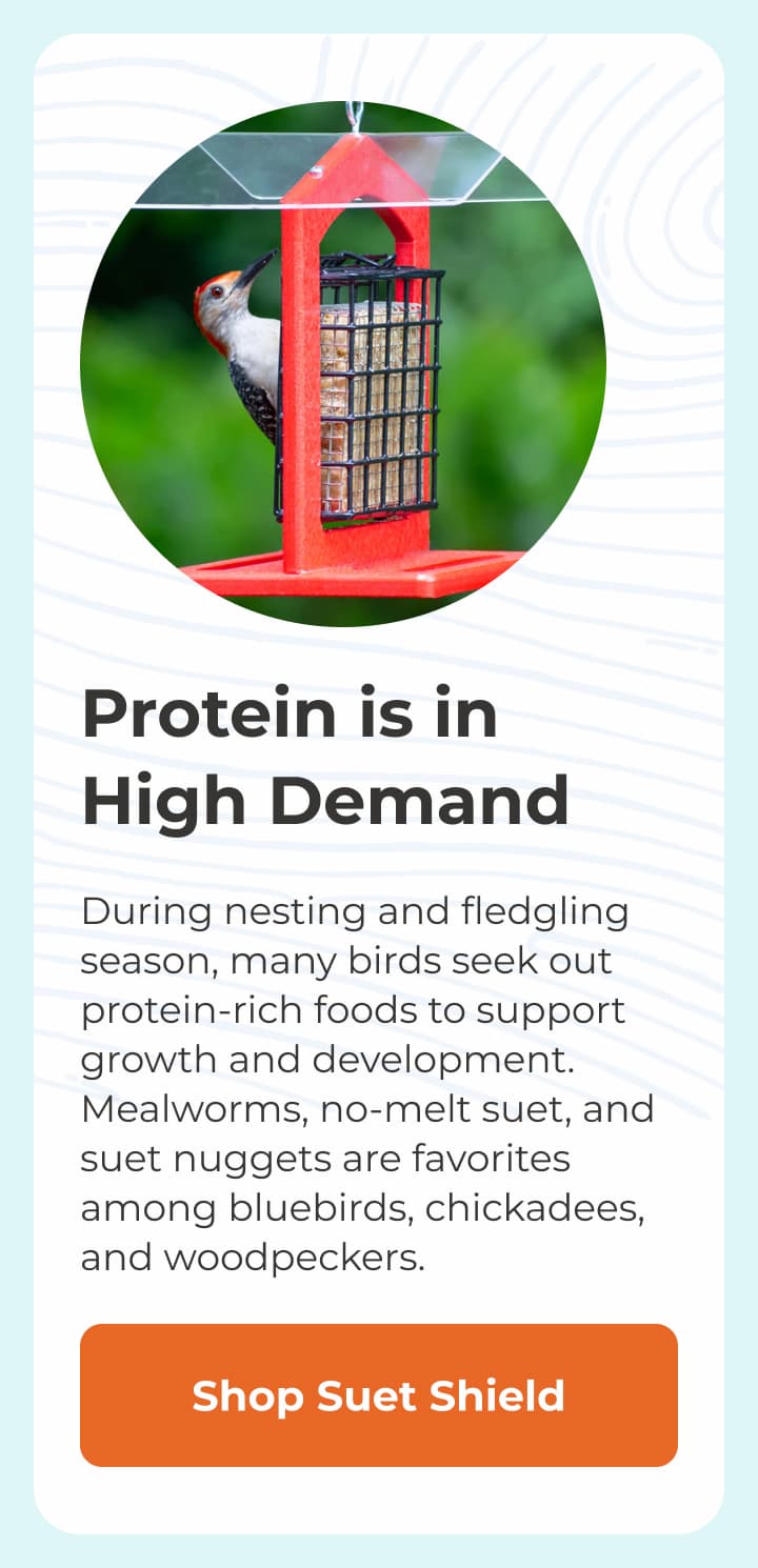 Protein is in High Demand
