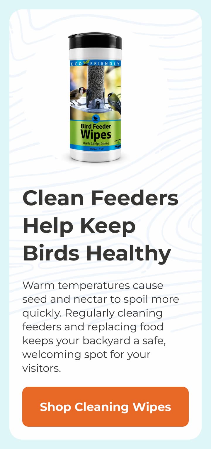 Clean Feeders Help Keep Birds Healthy