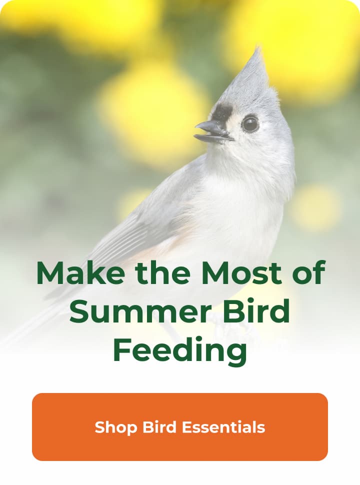 Make the Most of Summer Bird Feeding