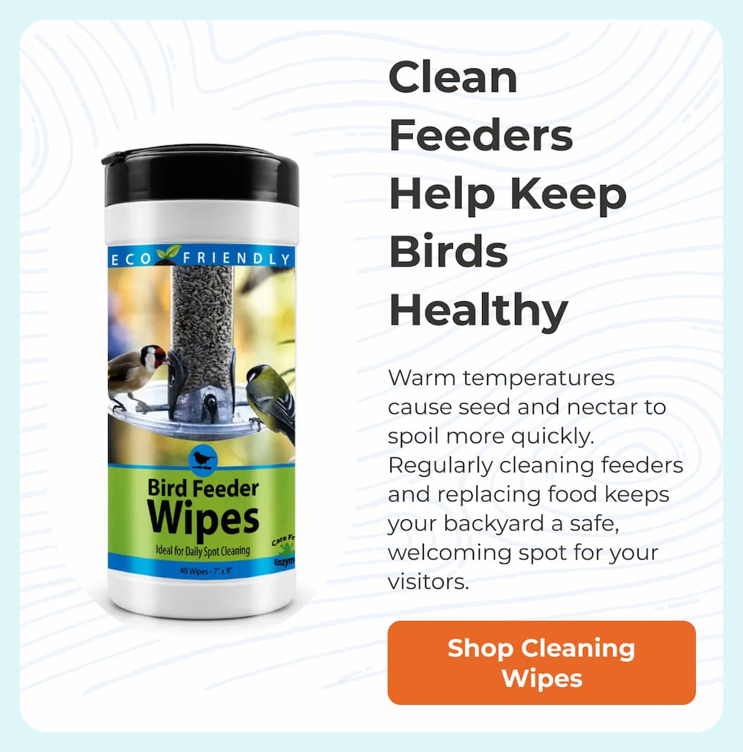 Clean Feeders Help Keep Birds Healthy