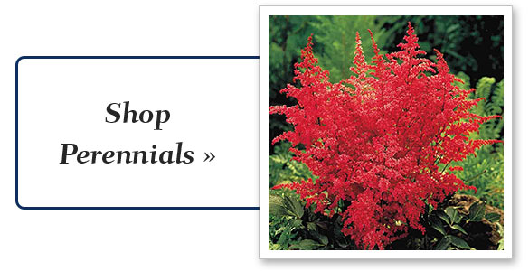 Shop Shrubs & Hedges