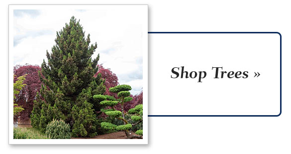 Shop More