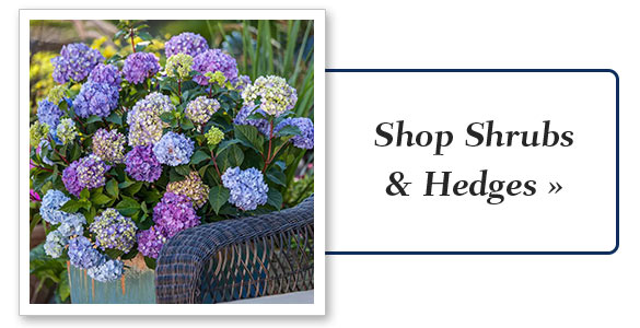 Get Your Spring Order In