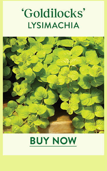 Goldilocks Lysimachia (Creeping Jenny)