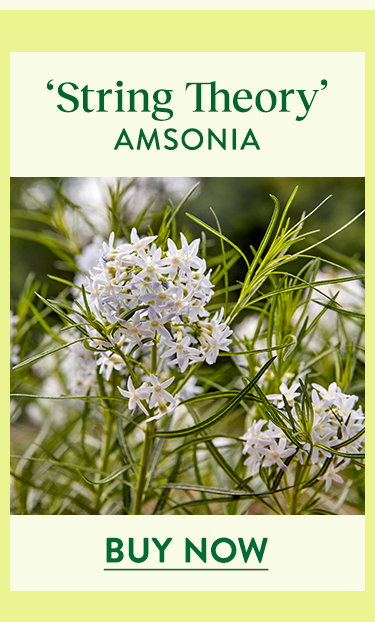 String Theory, Amsonia