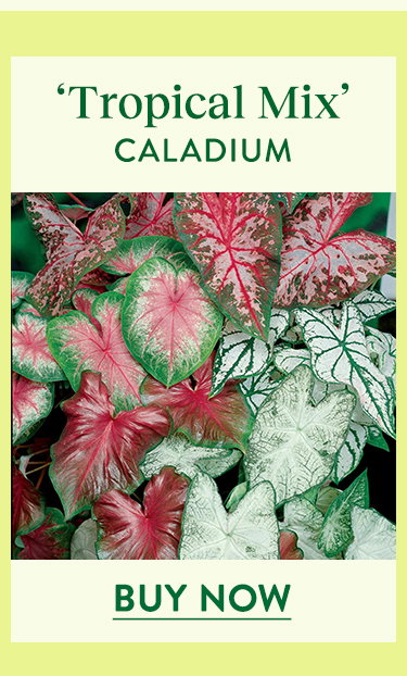 Tropical Mix, Caladiumn