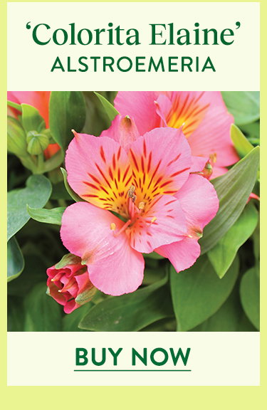 Colorita Elaine, Alstroemeria
