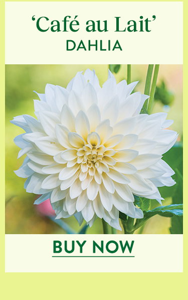Cafe au Lait, Dahlia