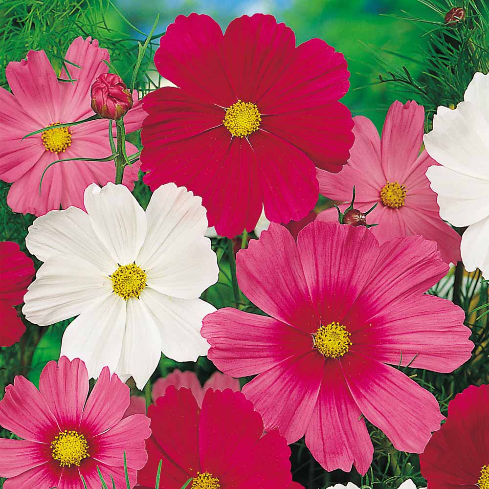 Cosmos 'Sensation Mixed'