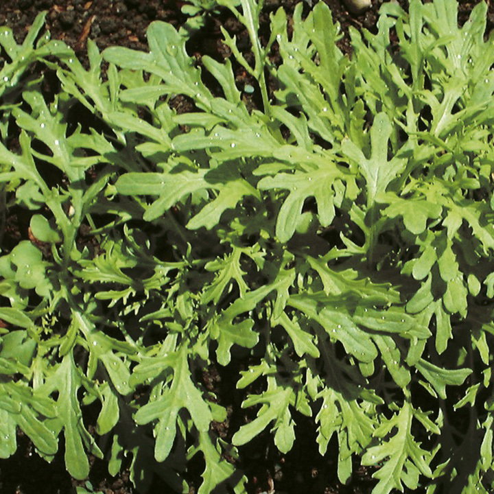 Leaf Salad 'Mustard Golden Streaks'