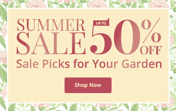  Summer Sale