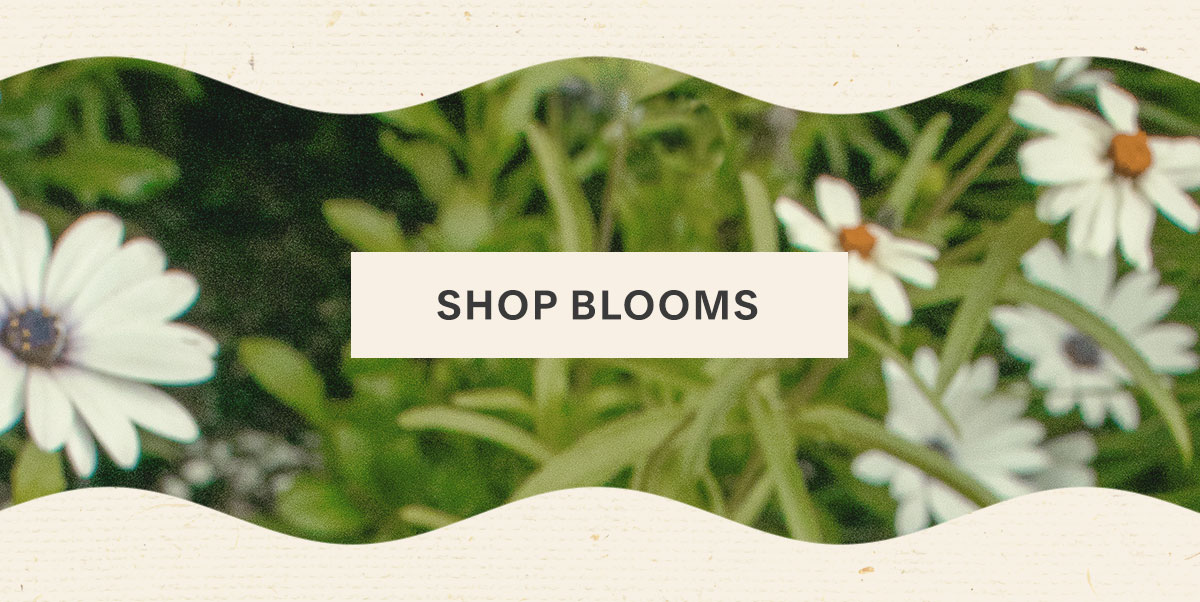 Shop Blooms.