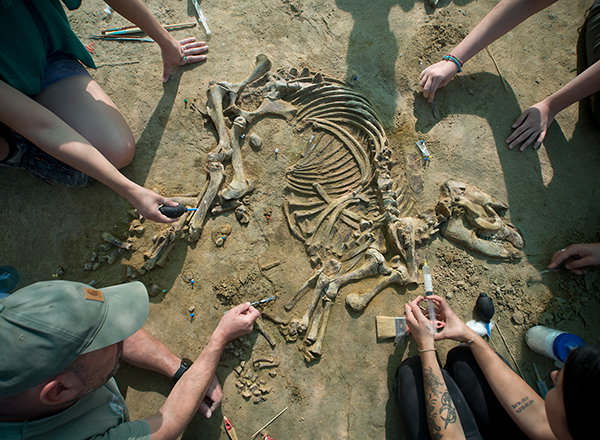 The hands of tool-wielding excavators surround a fossil embedded in the Earth.