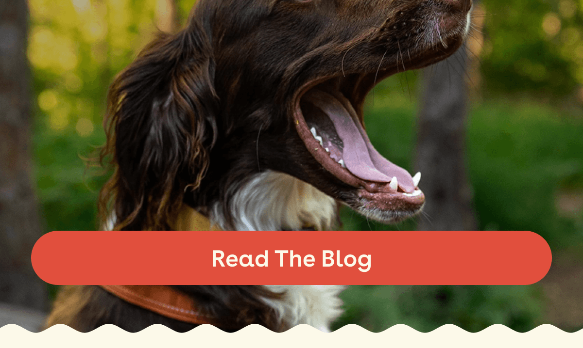 Read the blog 