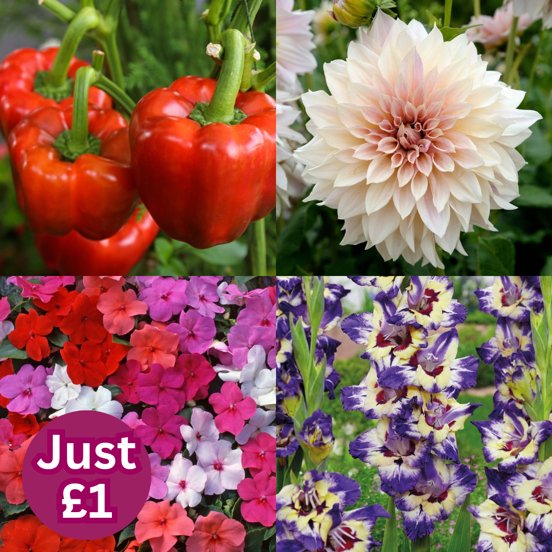 Everything’s just £1