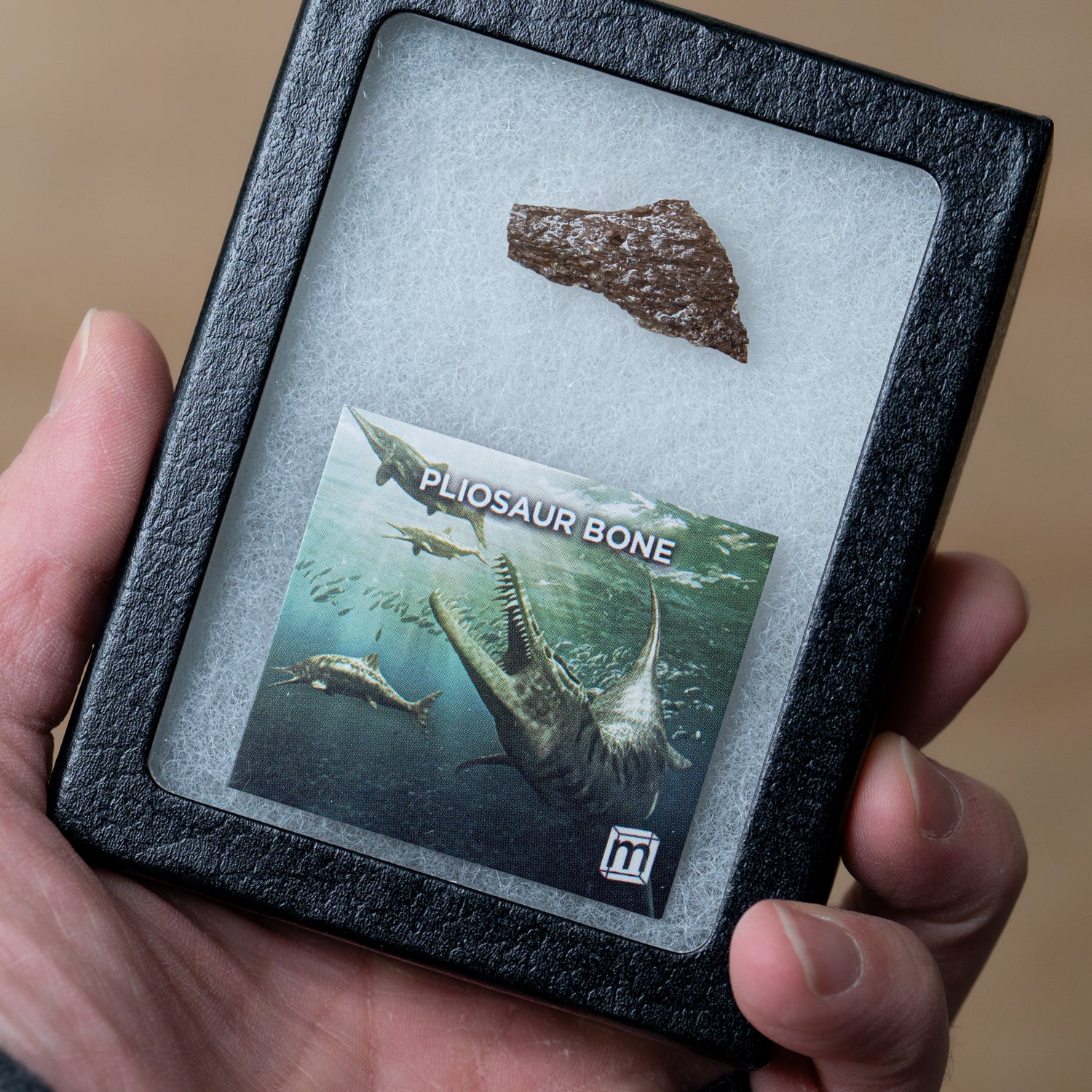 Image of Pliosaur Bone