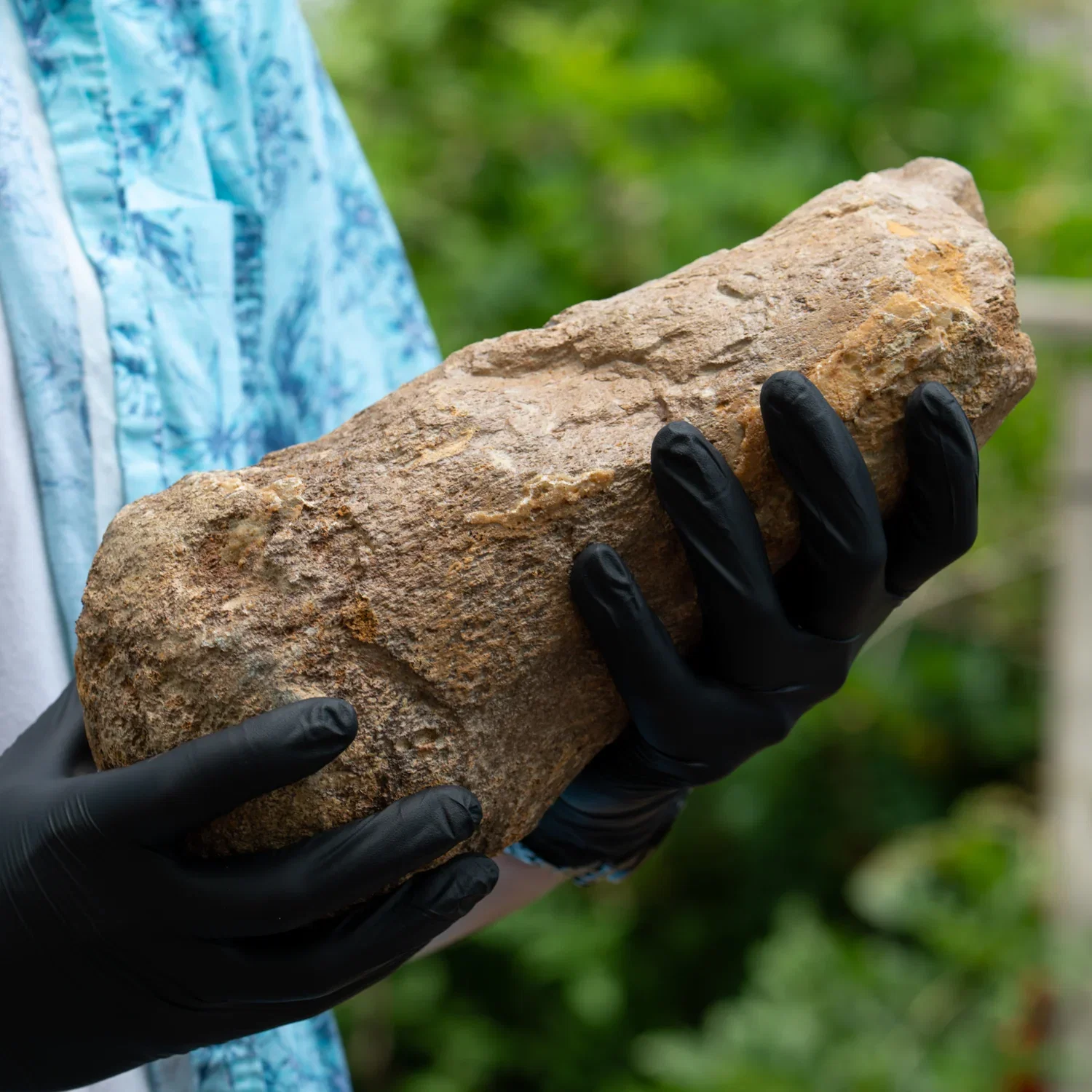Image of Pliosaurus Fossil - 11.500" Bone