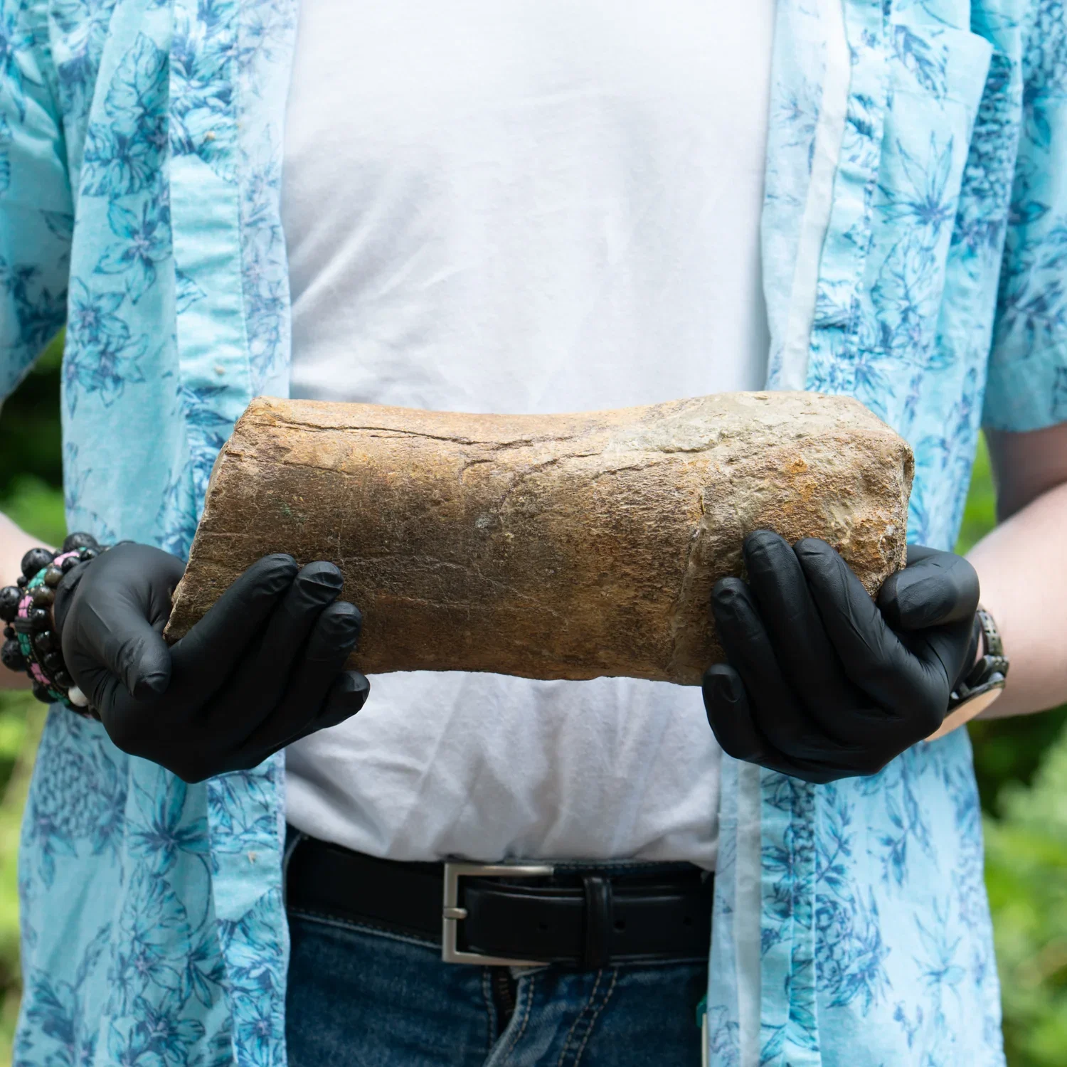 Image of Pliosaurus Fossil - 10.329" Bone
