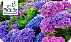 L'hortensia : conseils de plantation et d'entretien