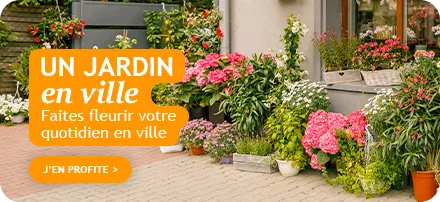 Focus : un jardin en ville