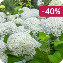 Hortensia Annabelle