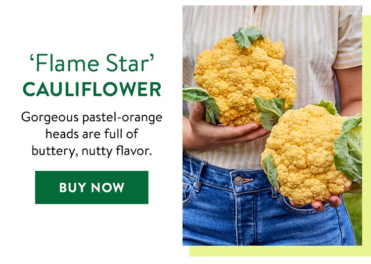 Flame Star, Caulifower