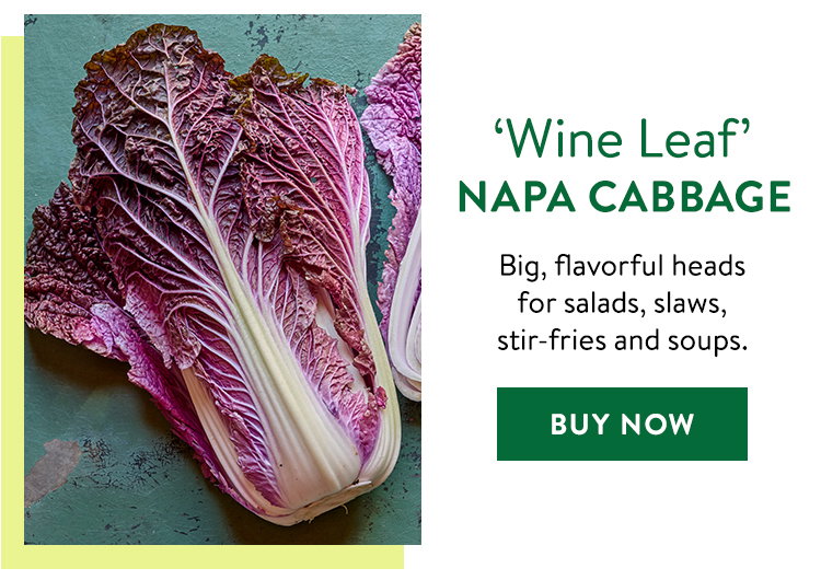 Wine Leaf, Napa Cabbage
