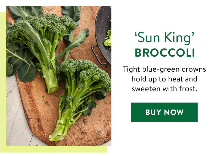 Sun King, Broccoli