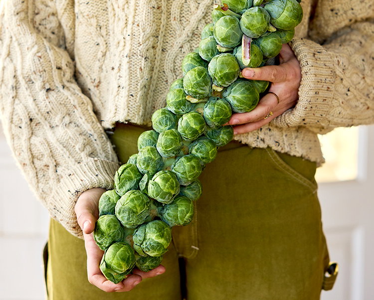Green Gems, Brussels Sprouts