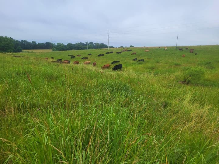 10 Years of Managed Grazing