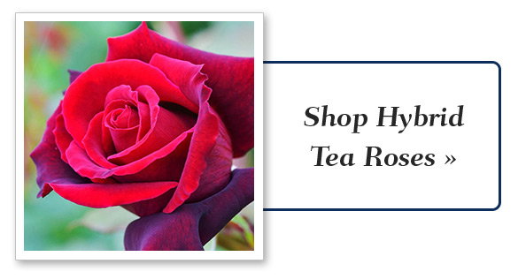 Shop Shrubs & Hedges 