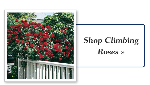 Shop   Roses