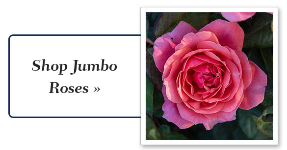 Shop Jumbo Roses 