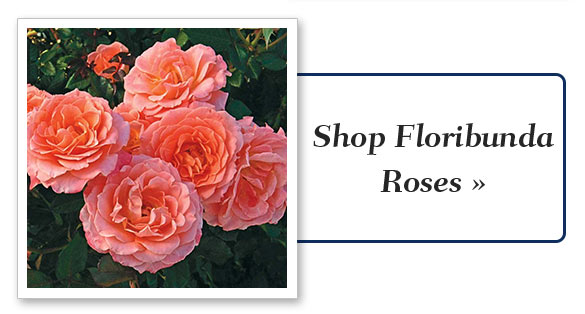 Shop Floribunda Roses