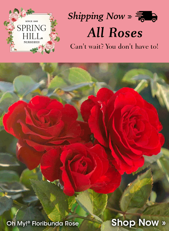 Roses Shipping Now
