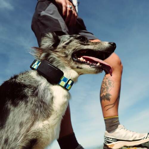 Fi's Newest Smart Dog Collar Taps Starlink Mobile Tech to Track Pets on the Go