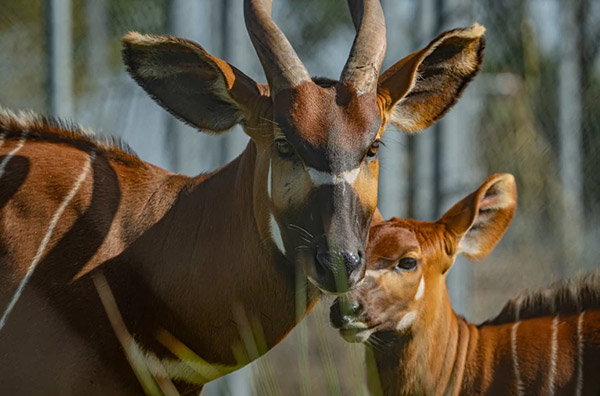 An adult mountain bongo with curved horns stands in front of a younger bongo, both showing reddish-brown coats, white facial markings and distinctive stripes.