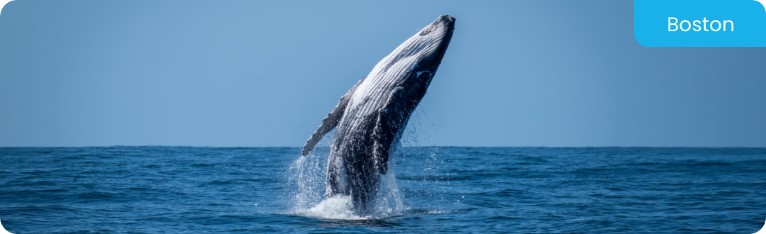 Boston Whale Watching