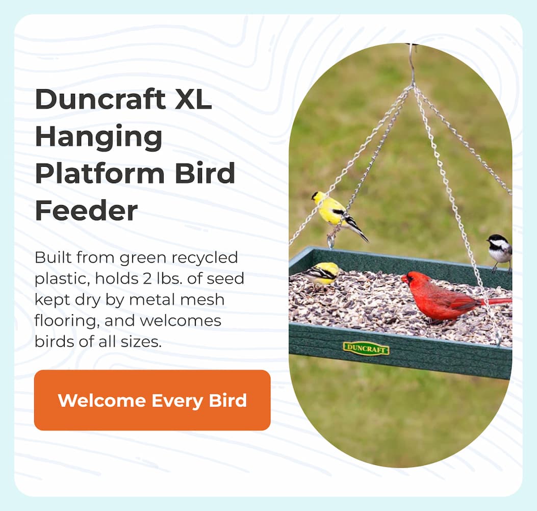 Duncraft XL Hanging Platform Bird Feeder