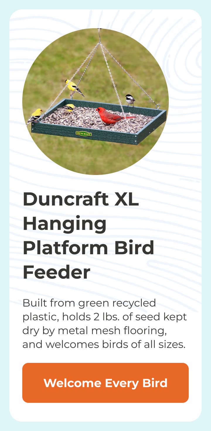 Duncraft XL Hanging Platform Bird Feeder