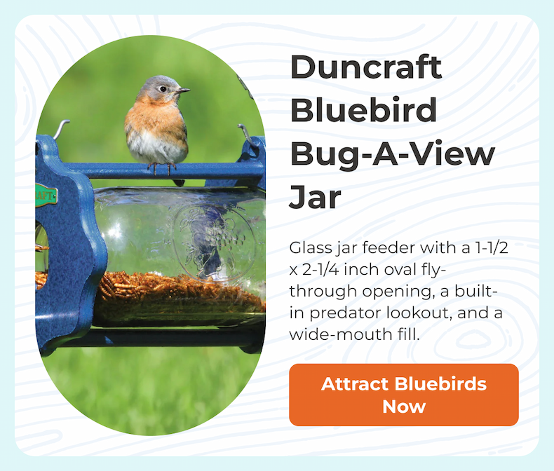 Duncraft Bluebird Bug-A-View Jar