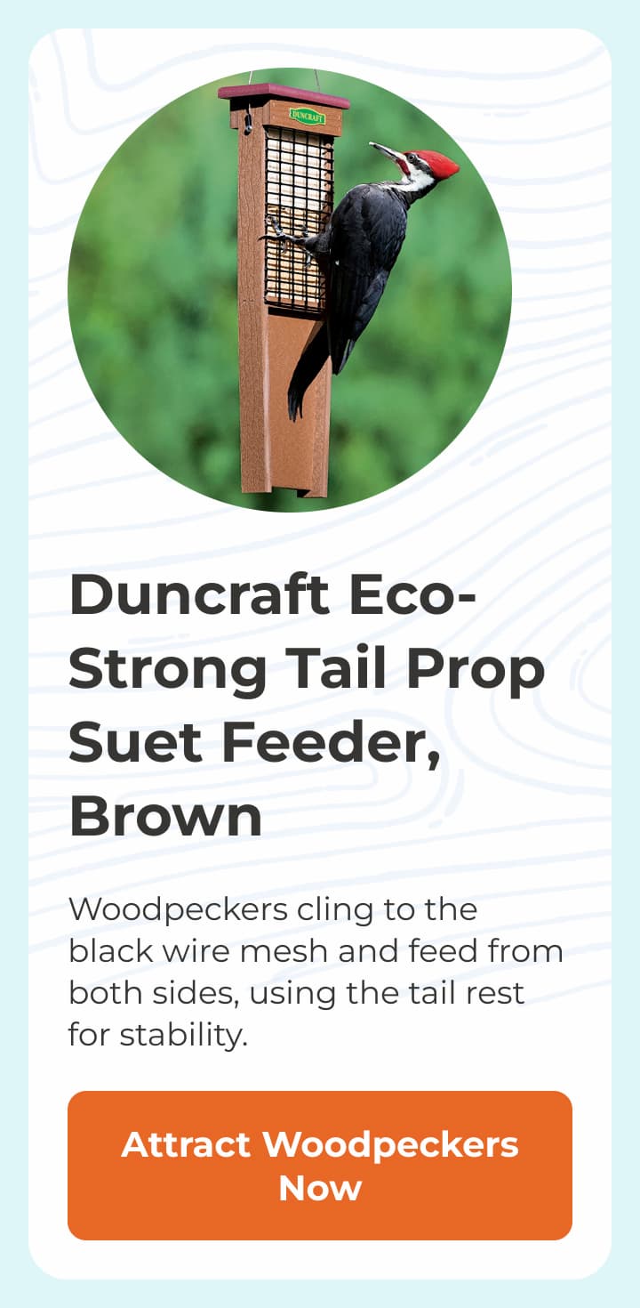 Duncraft Eco-Strong Tail Prop Suet Feeder