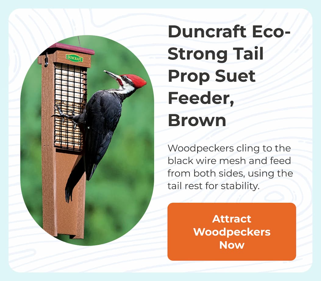 Duncraft Eco-Strong Tail Prop Suet Feeder
