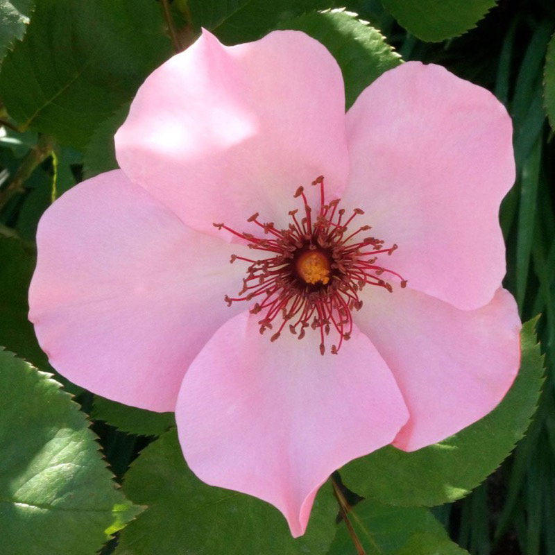 Dainty Bess