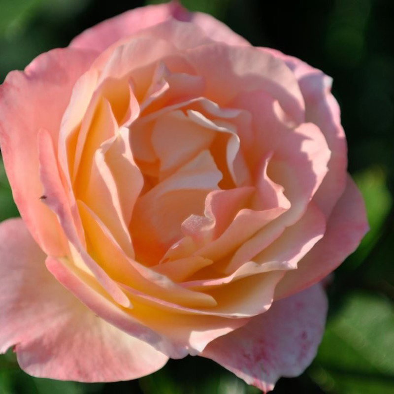 Apricot Queen Elizabeth