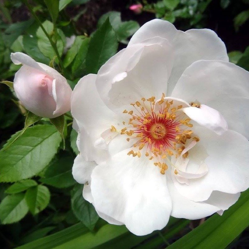 Jacqueline du Pré