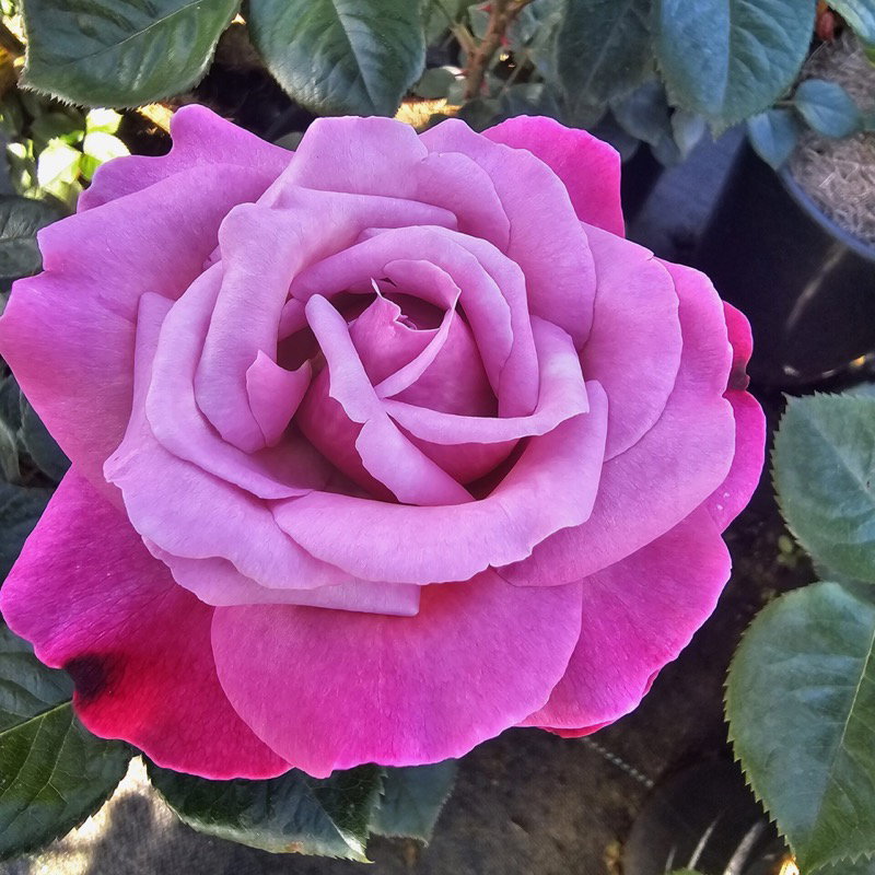 Eudora