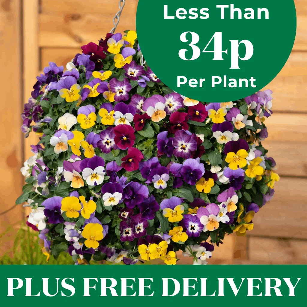 Less Than 42p Per Plant + Free Delivery
