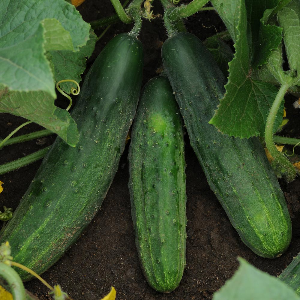 Cucumber 'Patio Snacker'