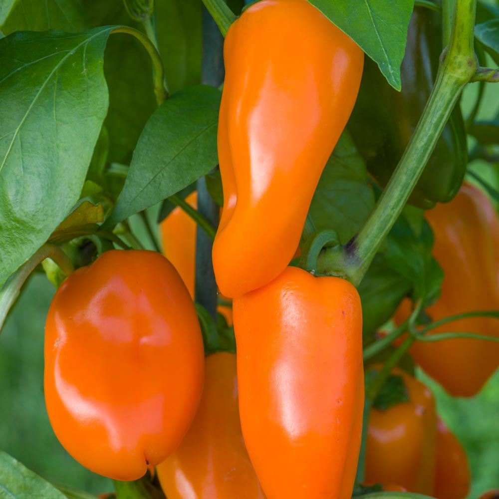 Sweet Pepper 'Hamik Orange'